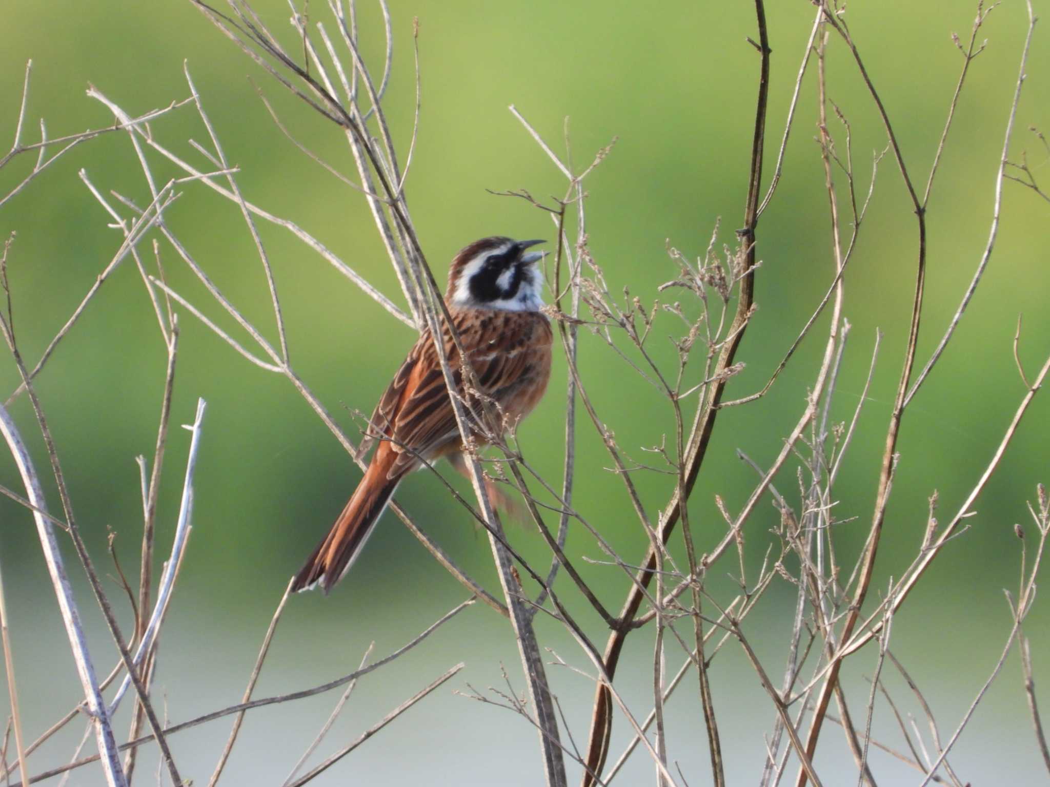 Meadow Bunting