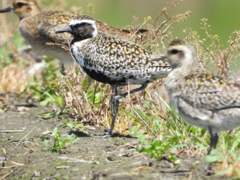 Pacific Golden Plover 埼玉県 Thu, 4/25/2024