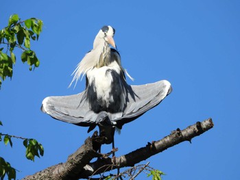 Thu, 4/25/2024 Birding report at Musashino Park