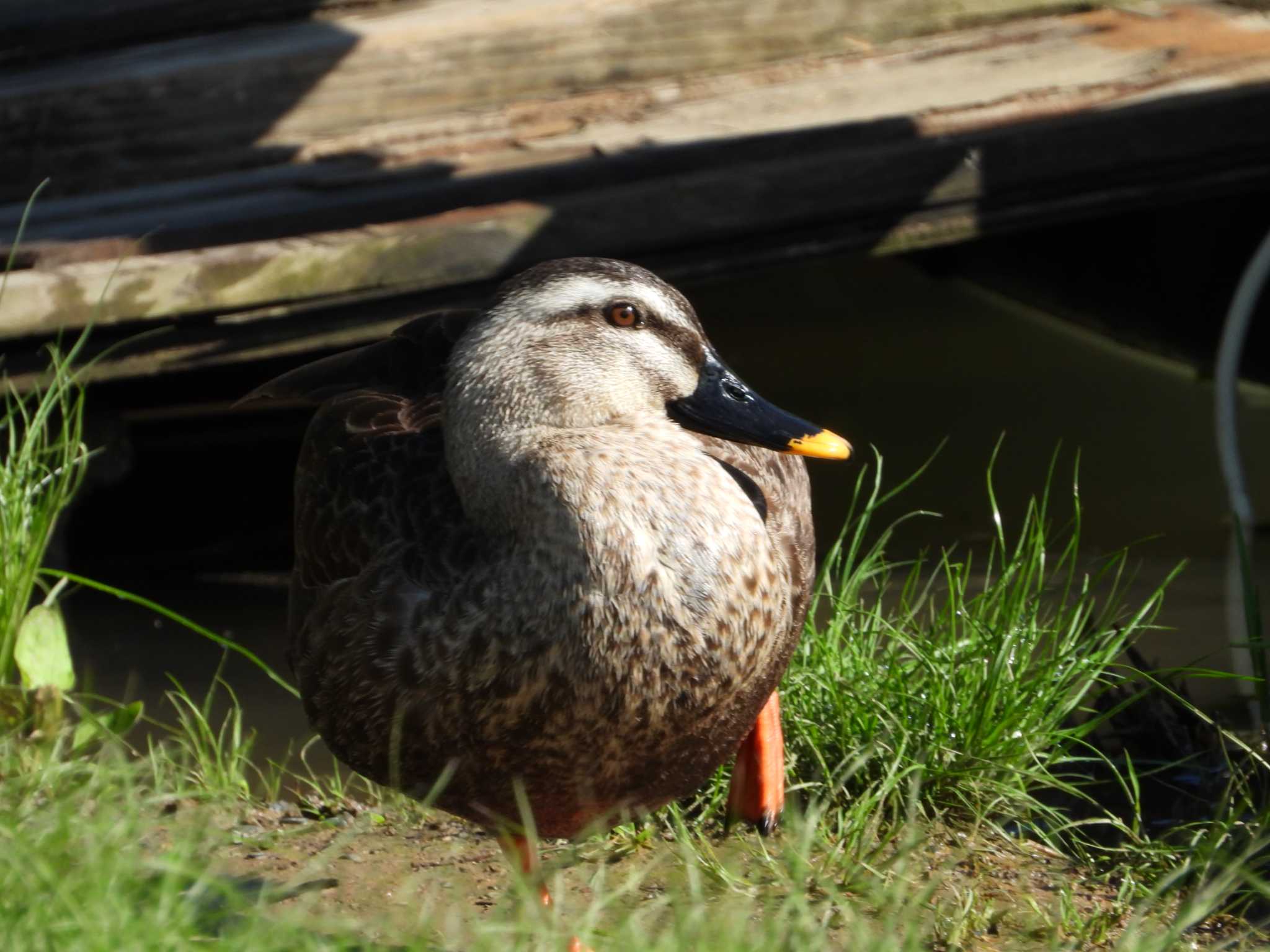 Photo of Eastern Spot-billed Duck at Musashino Park by ヨシテル