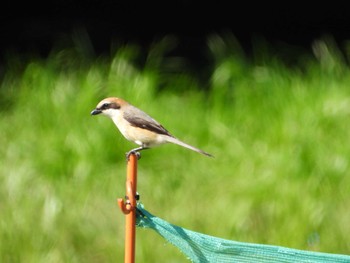 Bull-headed Shrike Musashino Park Thu, 4/25/2024