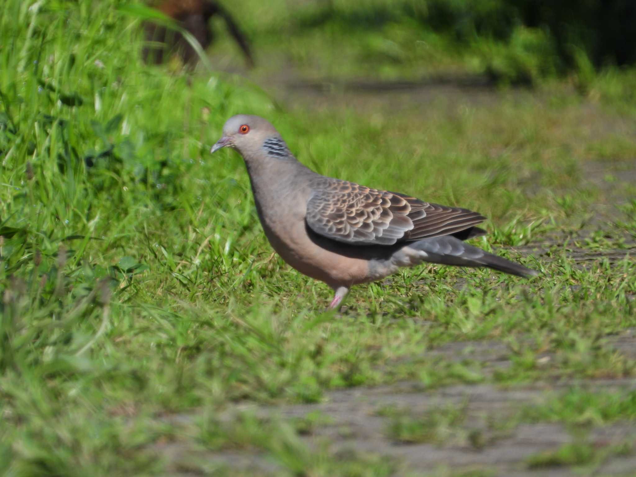 Photo of Oriental Turtle Dove at Musashino Park by ヨシテル