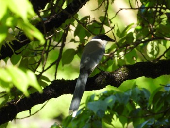 Azure-winged Magpie Musashino Park Thu, 4/25/2024