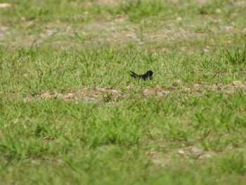 ツバメ 武蔵野公園 2024年4月25日(木)