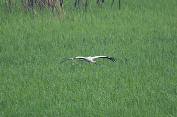 コウノトリ 渡良瀬遊水地 2024年4月22日(月)