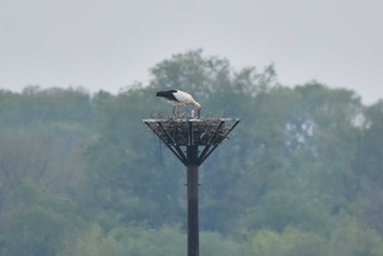 Oriental Stork Watarase Yusuichi (Wetland) Mon, 4/22/2024