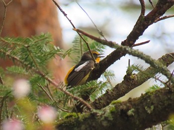 Narcissus Flycatcher 富士山  Thu, 4/25/2024