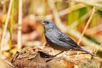 Grey Bunting Yanagisawa Pass Sat, 4/20/2024