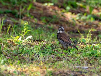 Dusky Thrush 小山市 Thu, 4/25/2024