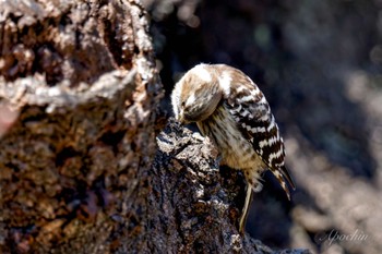 Japanese Pygmy Woodpecker 善福寺公園 Sun, 3/10/2024