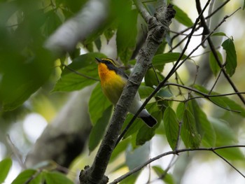 Narcissus Flycatcher Kasai Rinkai Park Thu, 4/25/2024