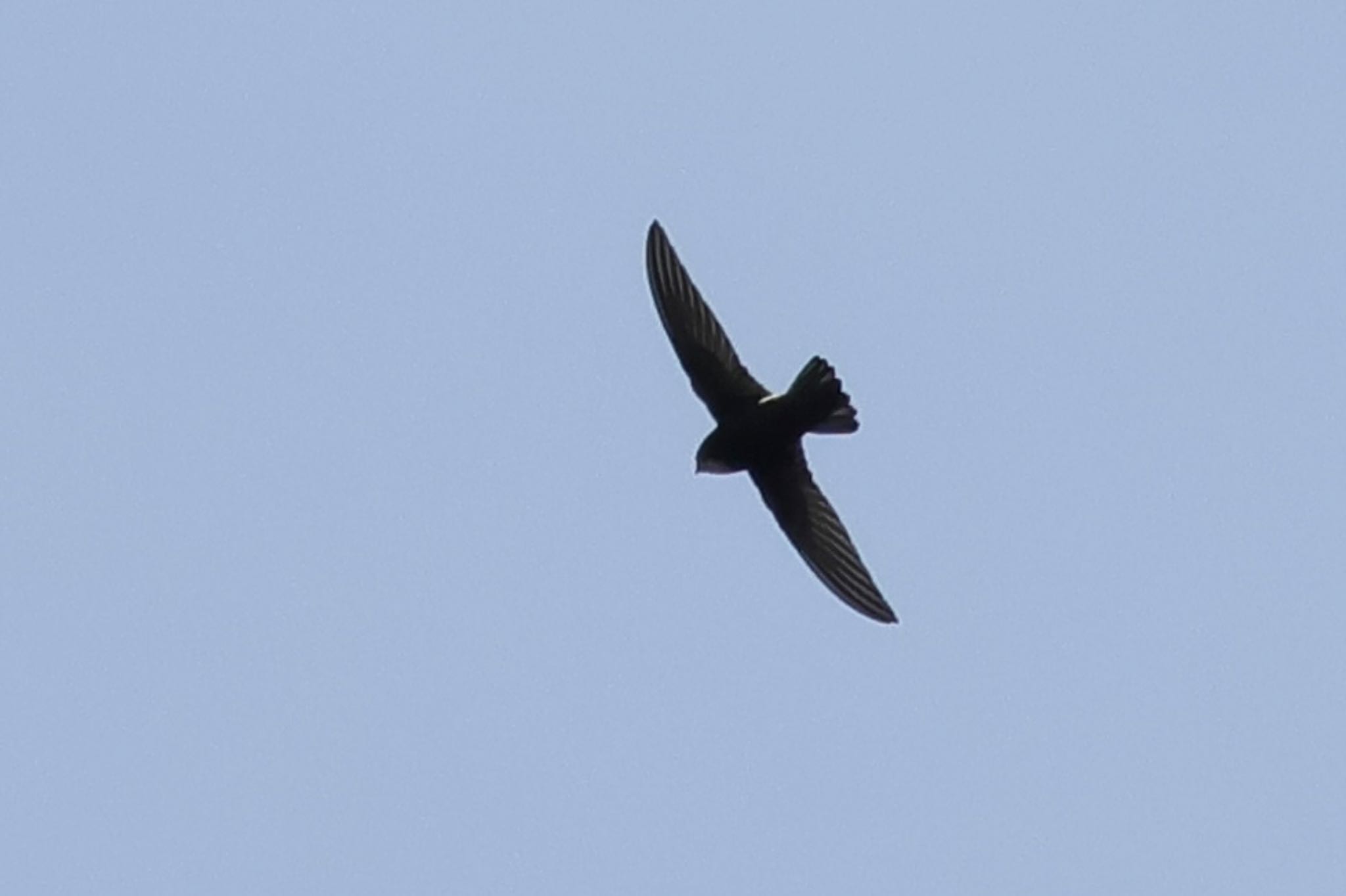 House Swift