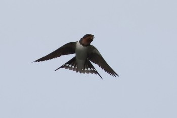 Barn Swallow 多摩川 Fri, 4/12/2024