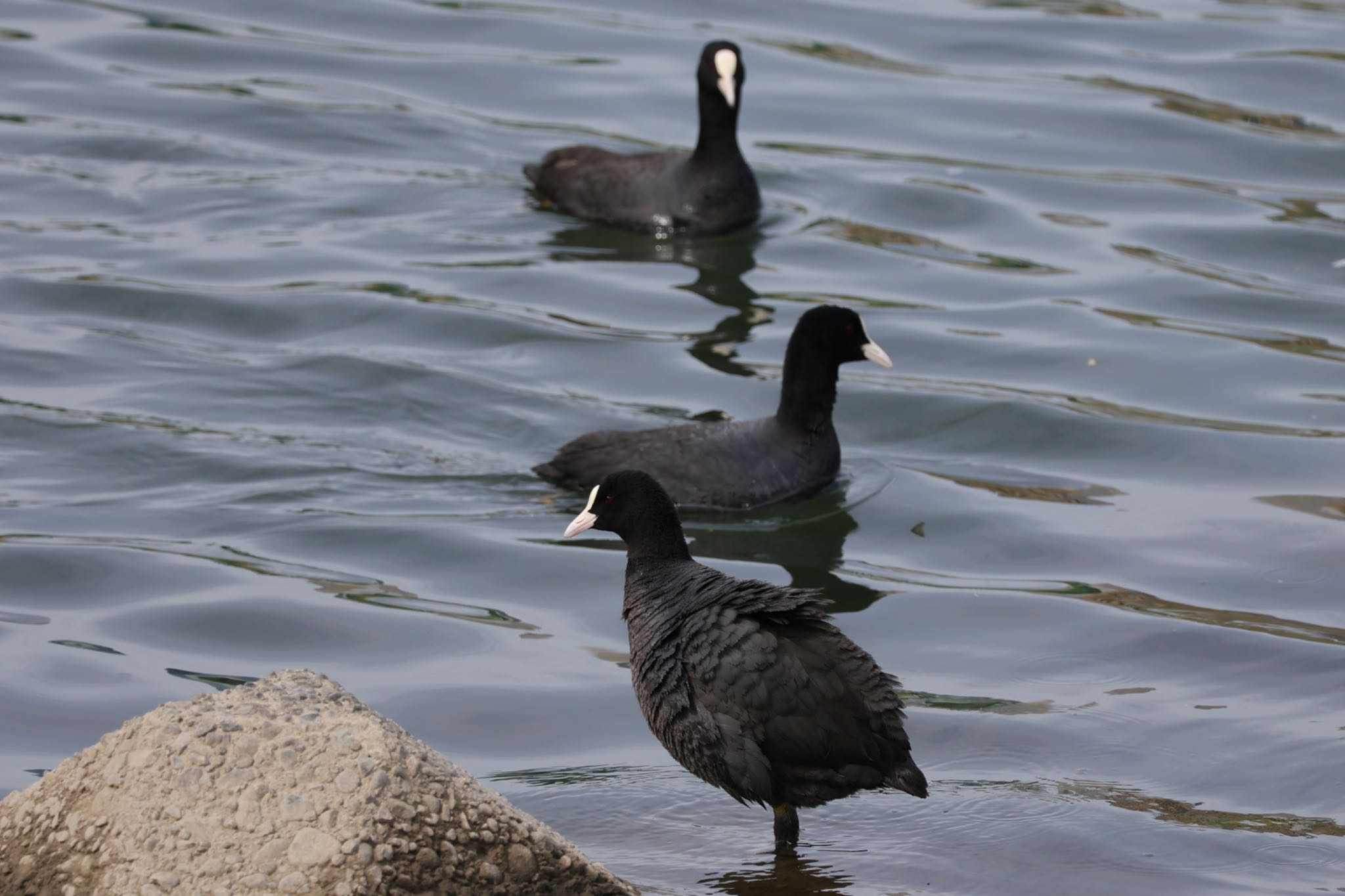 Photo of Eurasian Coot at 多摩川 by ToriaTama