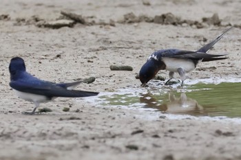 Barn Swallow 多摩川 Fri, 4/12/2024