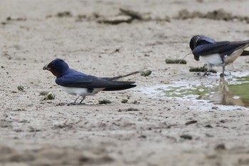 Barn Swallow 多摩川 Fri, 4/12/2024