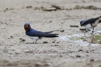 Barn Swallow 多摩川 Fri, 4/12/2024