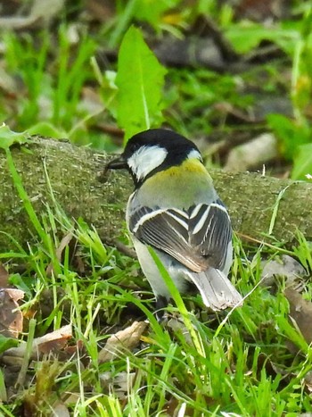 Japanese Tit 河川環境楽園 Thu, 4/25/2024