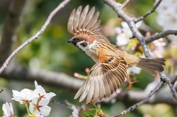 スズメ 鶴見川 2024年4月7日(日)