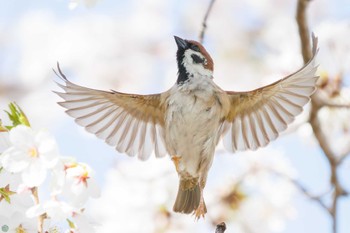 スズメ 鶴見川 2024年4月7日(日)