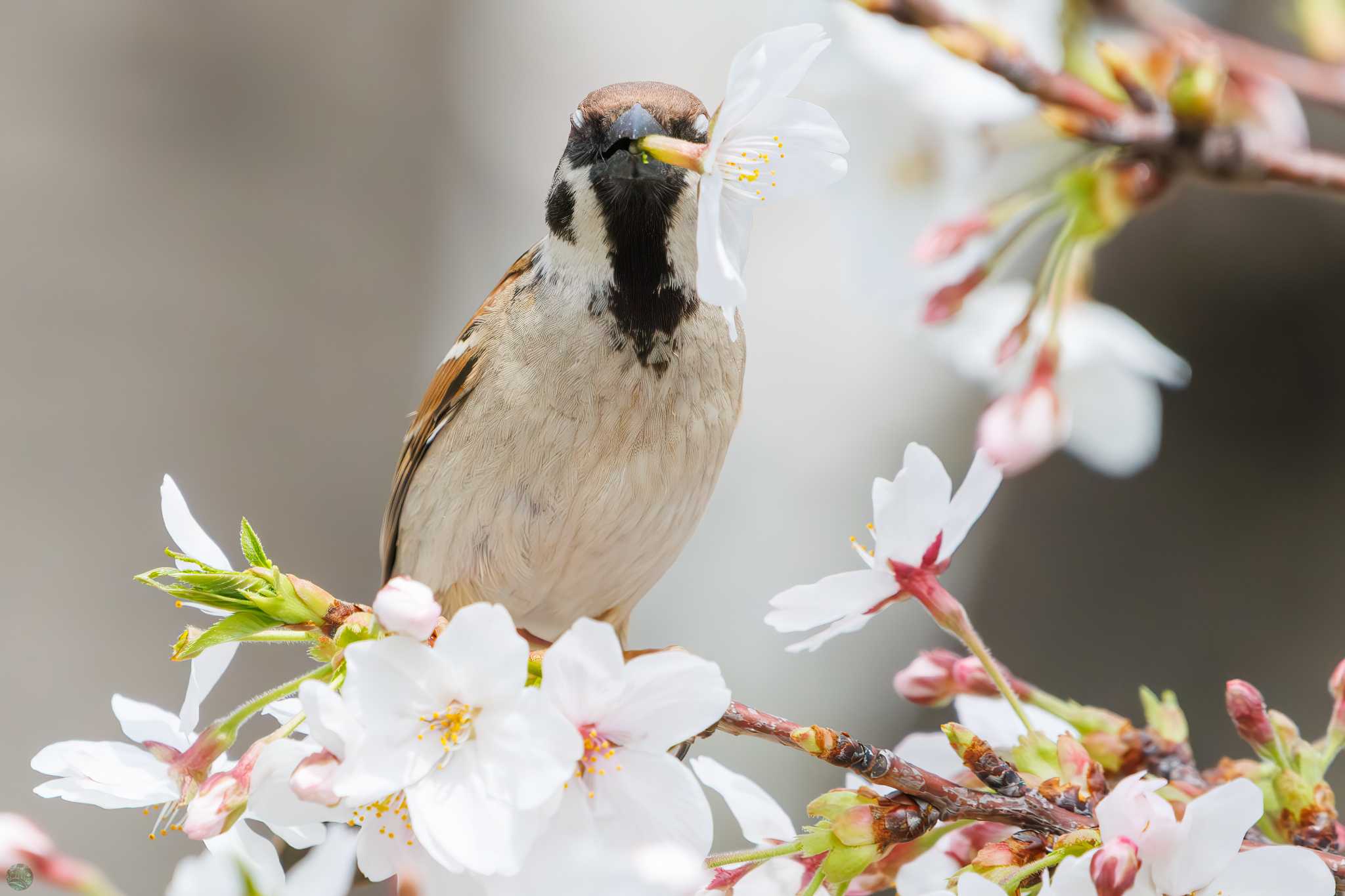 Photo of Eurasian Tree Sparrow at 鶴見川 by d3_plus