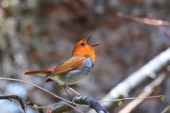 Japanese Robin Unknown Spots Thu, 4/25/2024