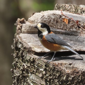 Varied Tit 滝沢森林公園 Thu, 4/25/2024