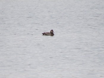 Common Pochard Sambanze Tideland Sun, 2/4/2024