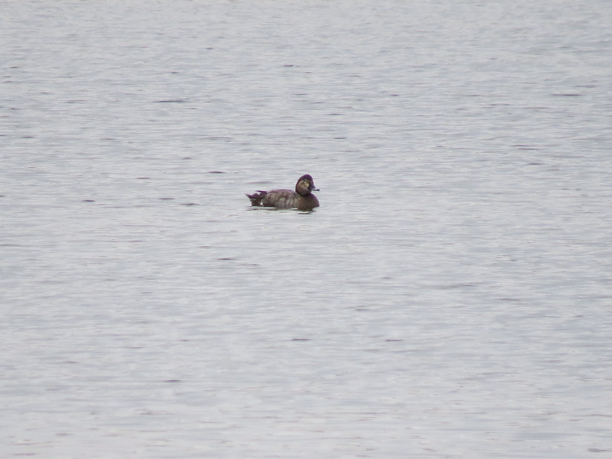 Photo of Common Pochard at Sambanze Tideland by Haruki🦜