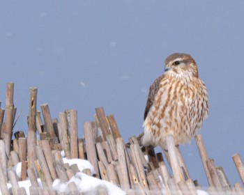 Merlin 北海道 Mon, 3/4/2024