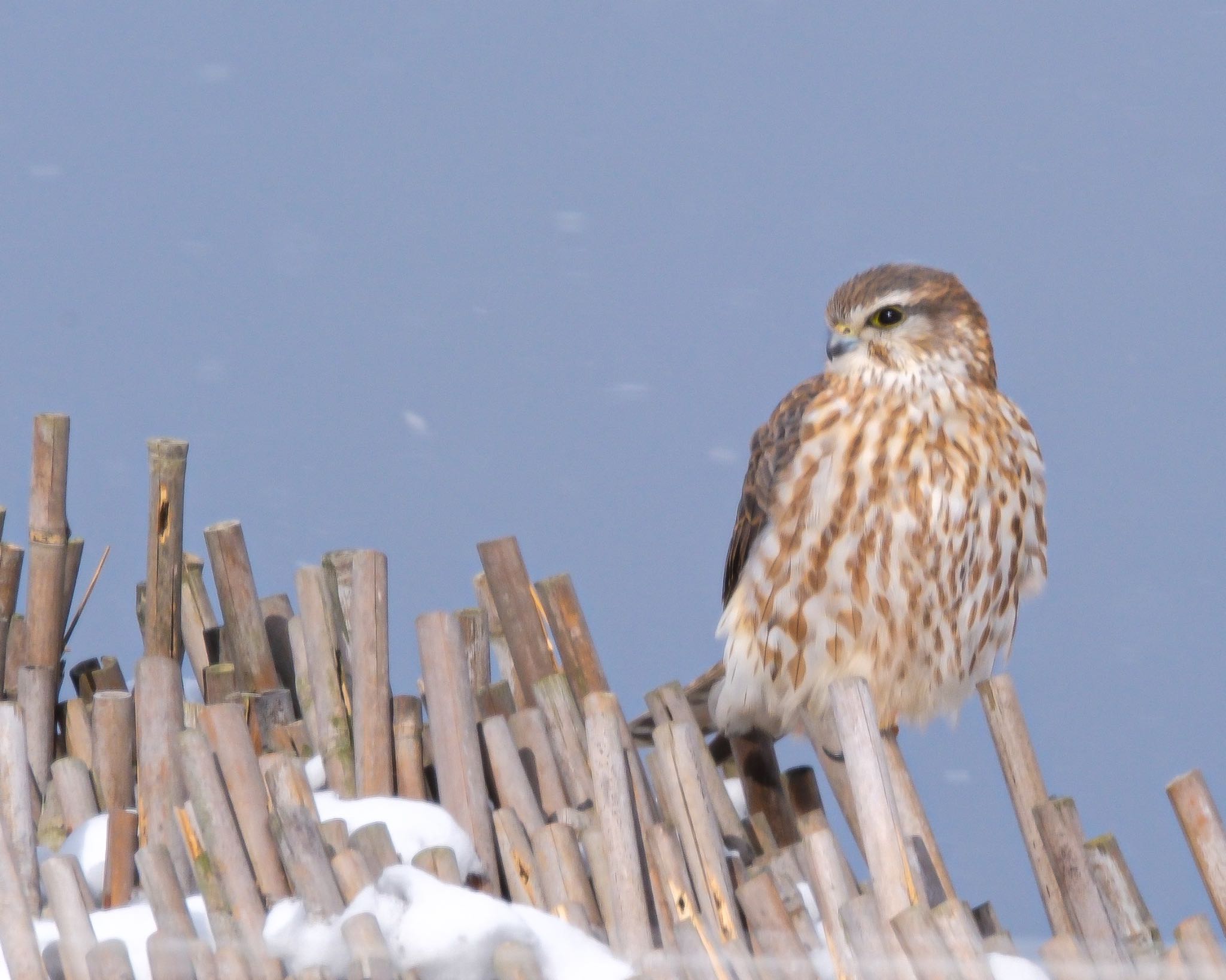 Photo of Merlin at 北海道 by 015