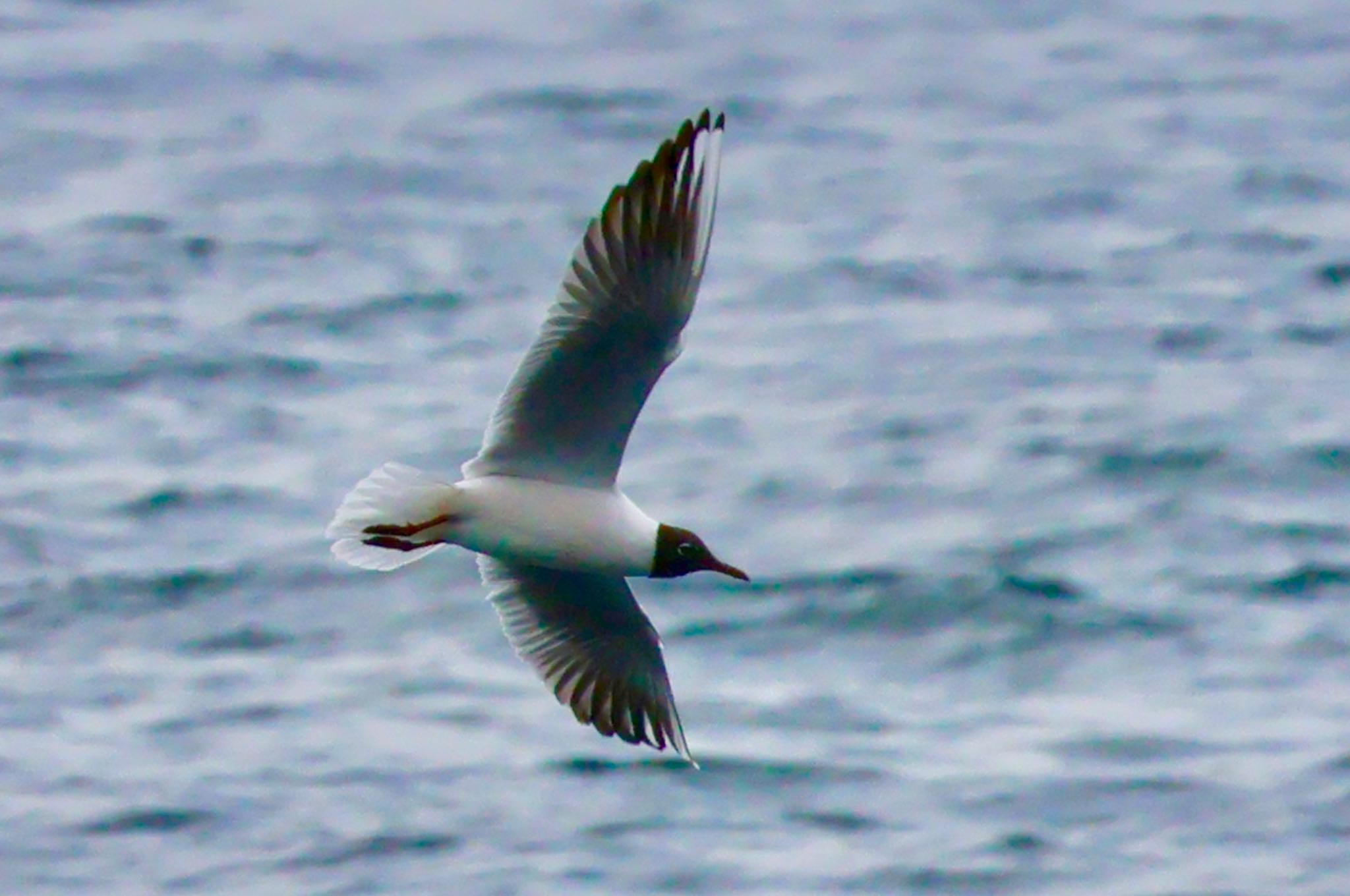 Photo of Black-headed Gull at 真鶴岬 by カバ山PE太郎