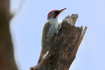 Japanese Green Woodpecker 伊豆半島・八丁池へ Sun, 4/14/2024