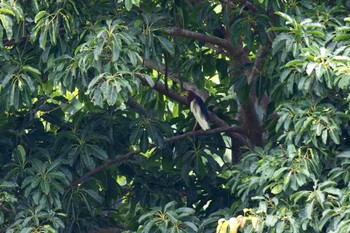 Chinese Pond Heron Unknown Spots Thu, 4/25/2024