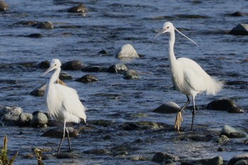 Little Egret 酒匂川河口 Sat, 4/13/2024