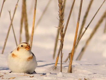 Snow Bunting 鵡川河口 Sun, 1/28/2024