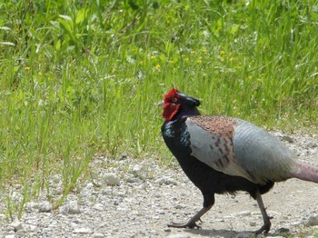 Green Pheasant 八幡市流れ橋付近 Thu, 4/25/2024