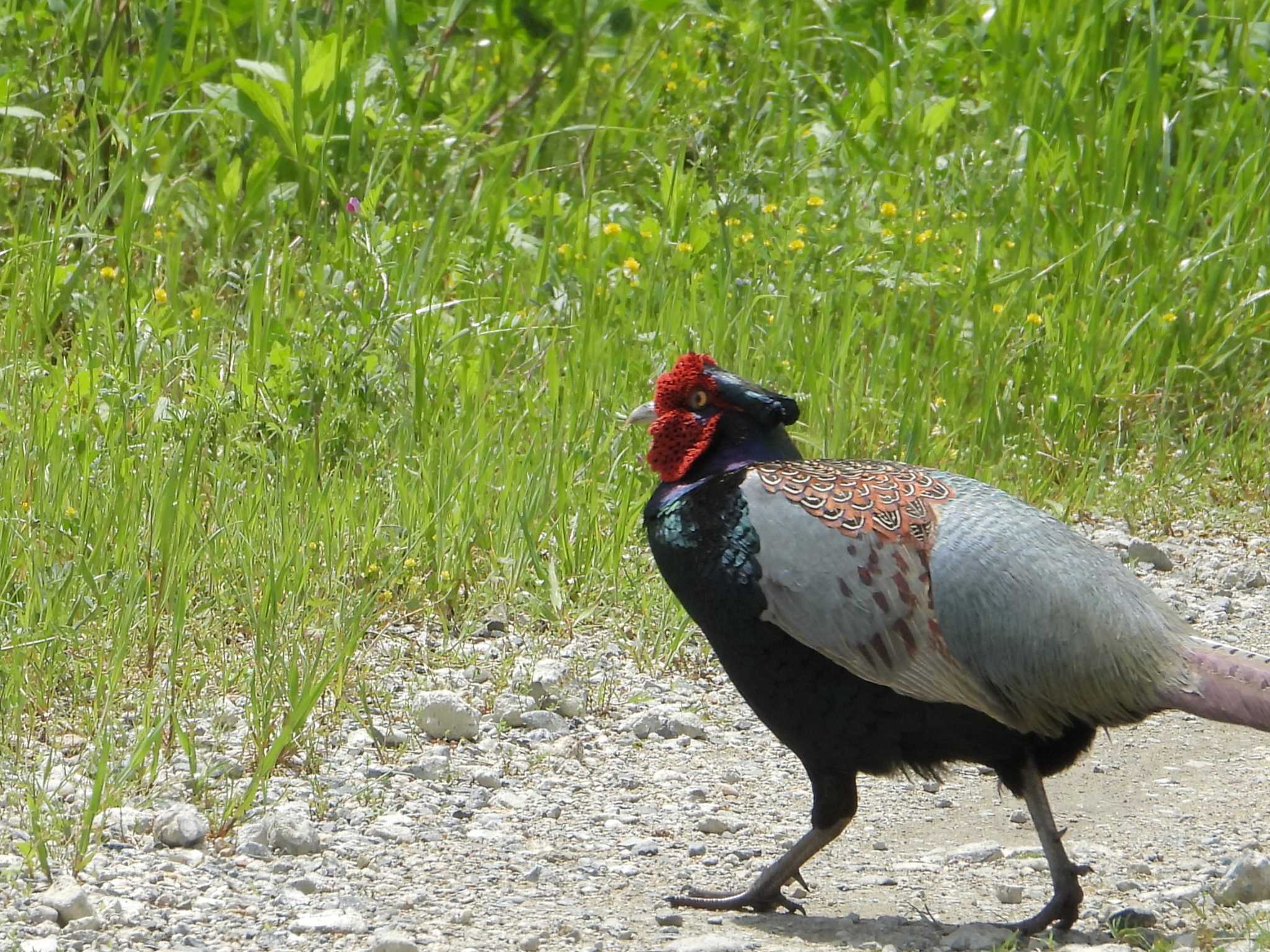 Photo of Green Pheasant at 八幡市流れ橋付近 by Ryoji-ji