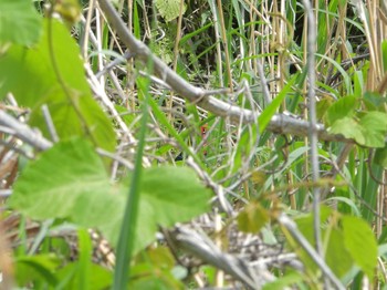 Green Pheasant 八幡市流れ橋付近 Thu, 4/25/2024