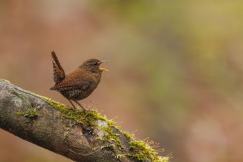 Eurasian Wren Karuizawa wild bird forest Mon, 4/22/2024