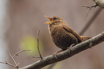 ミソサザイ 軽井沢野鳥の森 2024年4月22日(月)