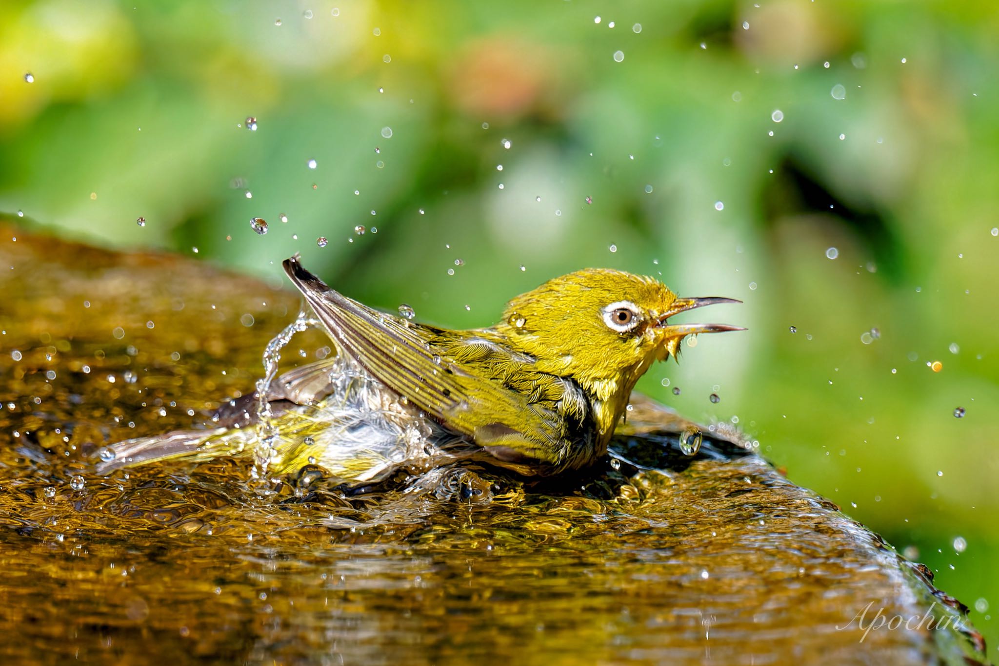 Warbling White-eye