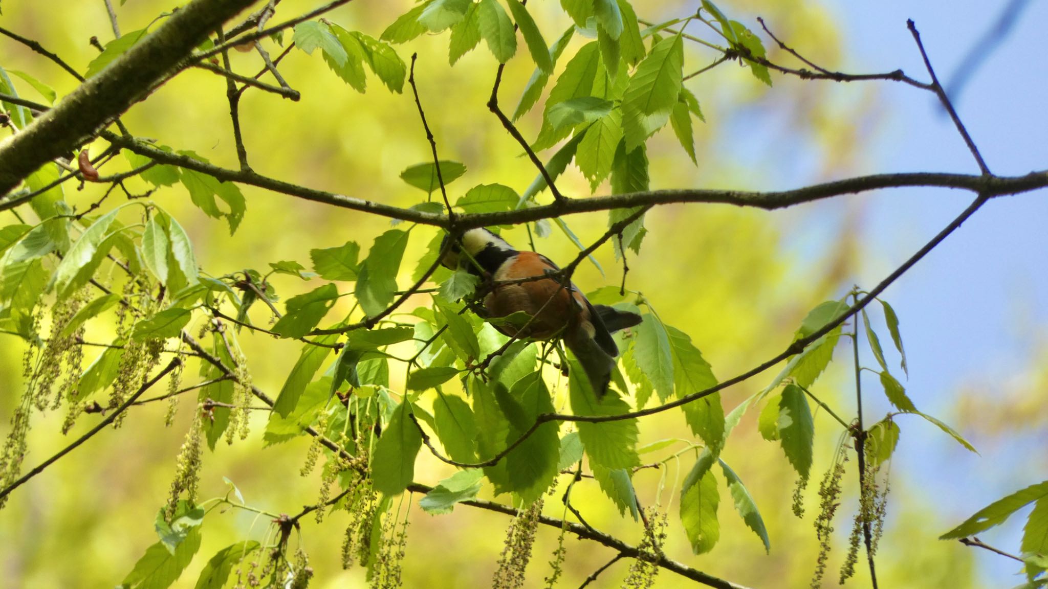 Varied Tit