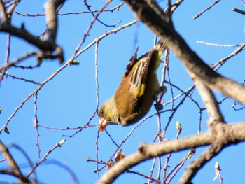 Grey-capped Greenfinch Osaka castle park Thu, 4/25/2024