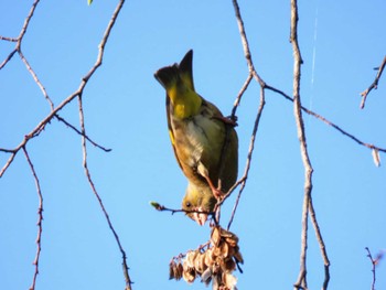 Thu, 4/25/2024 Birding report at Osaka castle park