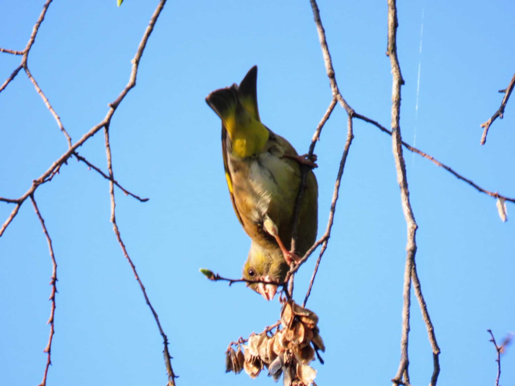 Photo of Grey-capped Greenfinch at Osaka castle park by れもん