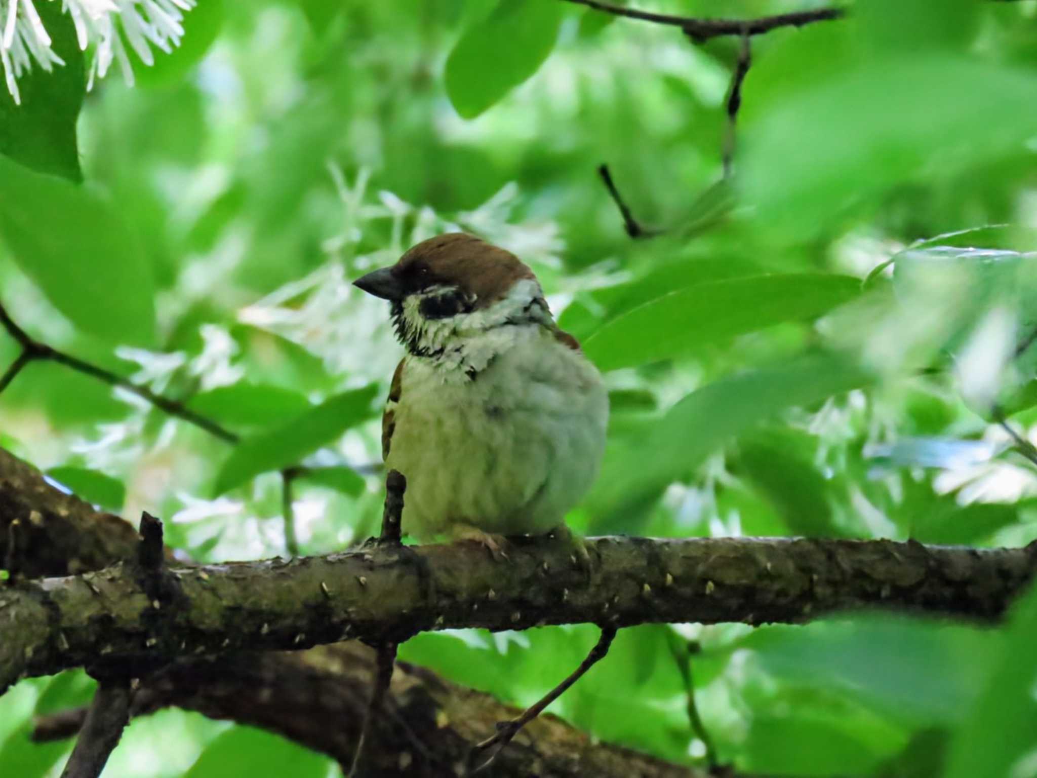 Photo of Eurasian Tree Sparrow at Osaka castle park by れもん