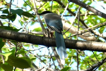 Azure-winged Magpie 東京都北区 Thu, 4/25/2024