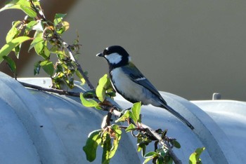 Japanese Tit 東京都北区 Thu, 4/25/2024