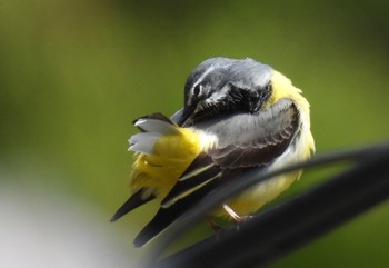 Grey Wagtail 養老公園 Fri, 4/5/2024